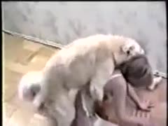 A young, virginal cougar in sexy white underwear embraces her first experience with zoophilia.